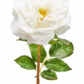 RoseBlanche